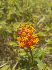 Asclepias curassavica