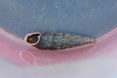 Macrogastra ventricosa