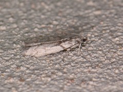 Myelopsis alatella