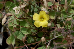 Oxalis californica