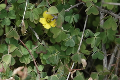 Oxalis californica