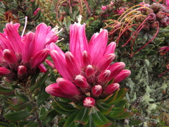 Bejaria
