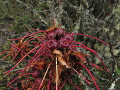 Bejaria