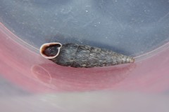 Macrogastra ventricosa