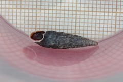 Macrogastra ventricosa