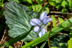 Viola hirsutula