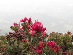 Bejaria