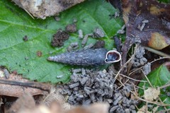 Macrogastra ventricosa