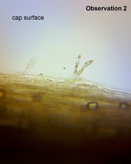 Pseudohydropus commenticius