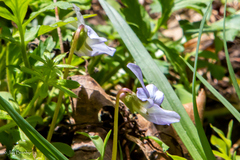 Viola hirsutula