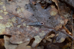 Macrogastra ventricosa