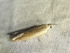 Ancylis diminuatana