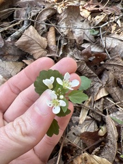 Cardamine flagellifera