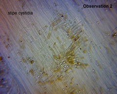Pseudohydropus commenticius