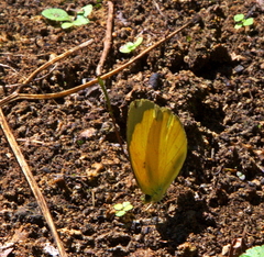 Eurema hecabe solifera