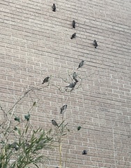 Passer domesticus