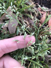 Poa annua