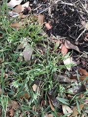Poa annua