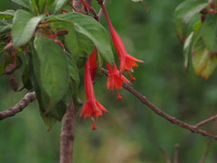 Fuchsia