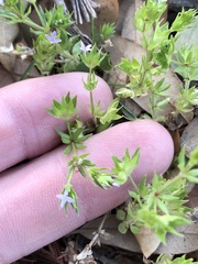 Sherardia arvensis