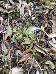 Sherardia arvensis