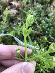Galium aparine