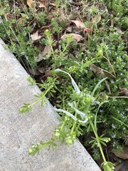 Galium aparine
