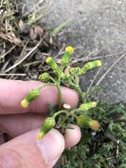 Senecio vulgaris
