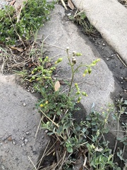 Senecio vulgaris