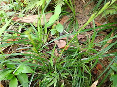 Carex sociata