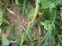 Carex sociata