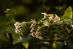 Jasminum pauciflorum