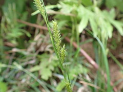Carex sociata