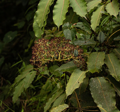 Astropanax polysciadius