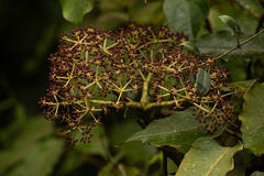 Astropanax polysciadius