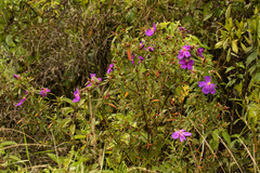 Dissotis ruandensis