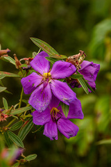 Dissotis ruandensis