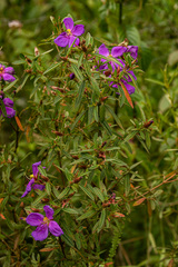 Dissotis ruandensis