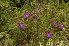 Dissotis ruandensis