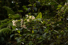 Jasminum pauciflorum