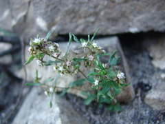 Aspidoglossum heterophyllum