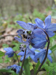 Antherospora scillae