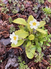 Primula vulgaris