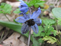 Antherospora scillae