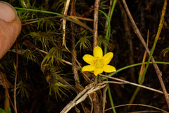 Hypoxis kilimanjarica
