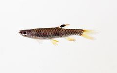 Splash Tetra photo 2
