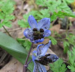 Antherospora scillae