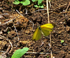 Eurema hecabe solifera
