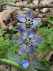 Antherospora scillae