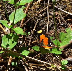 Acraea cabira